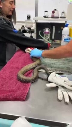Así es la recuperación de la serpiente de tres metros encontrada en Valencia