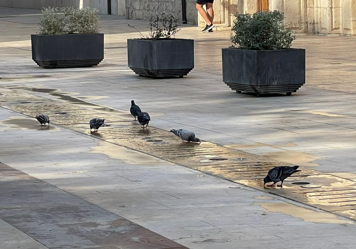 Palomas bebiendo en una fuente de Alzira.