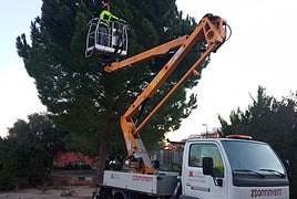 Un operario realiza tareas de poda en el arbolado urbano.