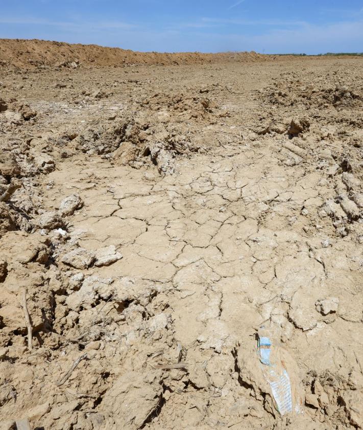 Imagen secundaria 2 - El agua vuelve a llenar los arrozales de la Albufera