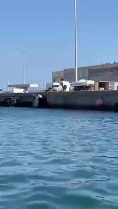 Aparecen jabalíes bañándose en el puerto de Dénia