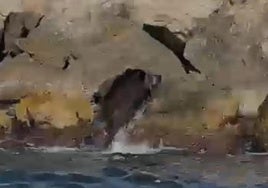 Jabalí bañándose en el mar.