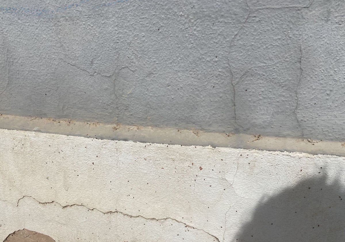 Imagen principal - Pared y recipiente llenos de chinches de campo.