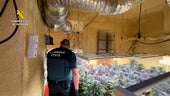 Un guardia civil en una de las plantaciones.