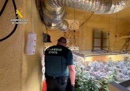 Un guardia civil en una de las plantaciones.