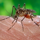 Un mosquito en una imagen de recurso.