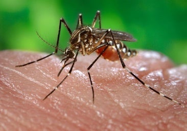 Cómo mantener a raya a los mosquitos durante el verano