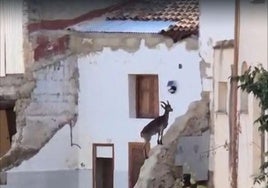 Las cabras montesas visitan la zona cero de la dana en Chiva