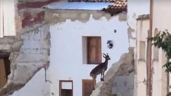 Las cabras montesas visitan la zona cero de la dana en Chiva