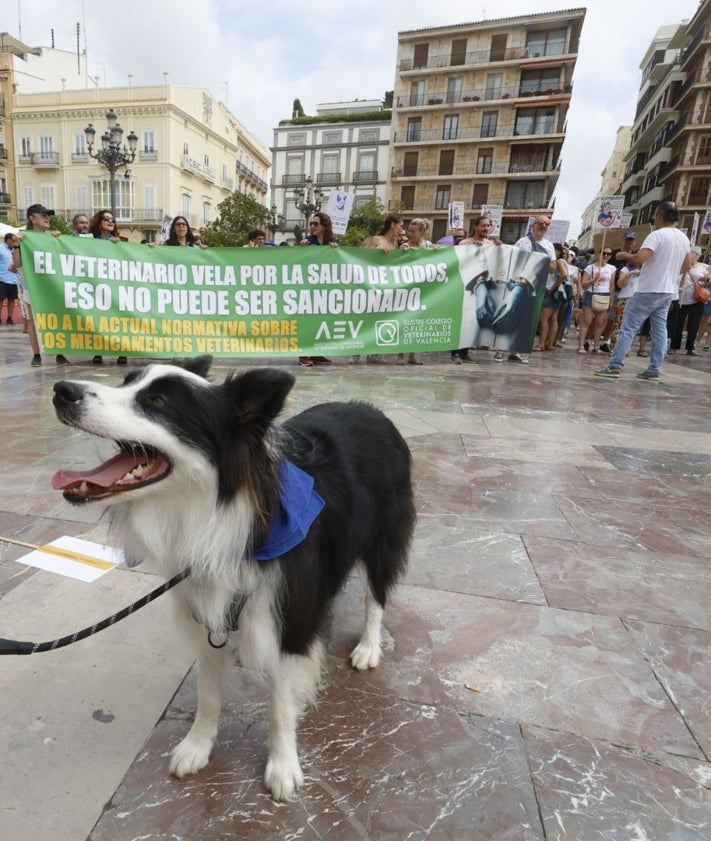 Imagen secundaria 2 - Más de 400 veterinarios estallan en Valencia contra el Gobierno: «Eso no es velar por el bienestar animal»