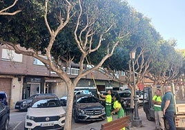 Unos operarios tratan los árboles en Albal.