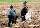 Voluntarios limpiando la Albufera.
