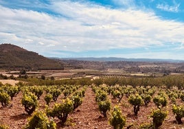 Cepas plantadas en vaso de El Villar.