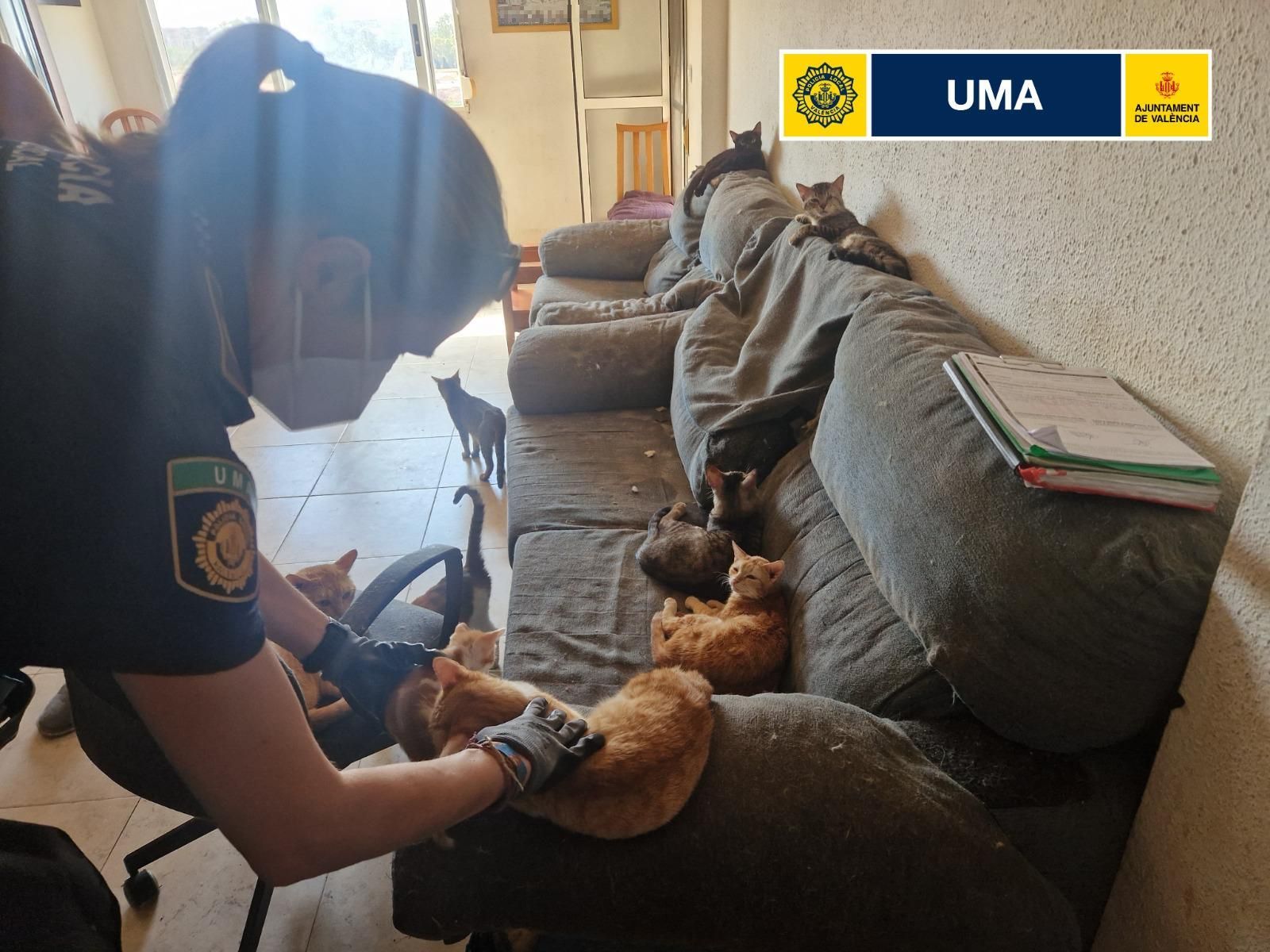 La Policía Local de Valencia rescata ocho gatos que vivían en un piso insalubre de San Isidro