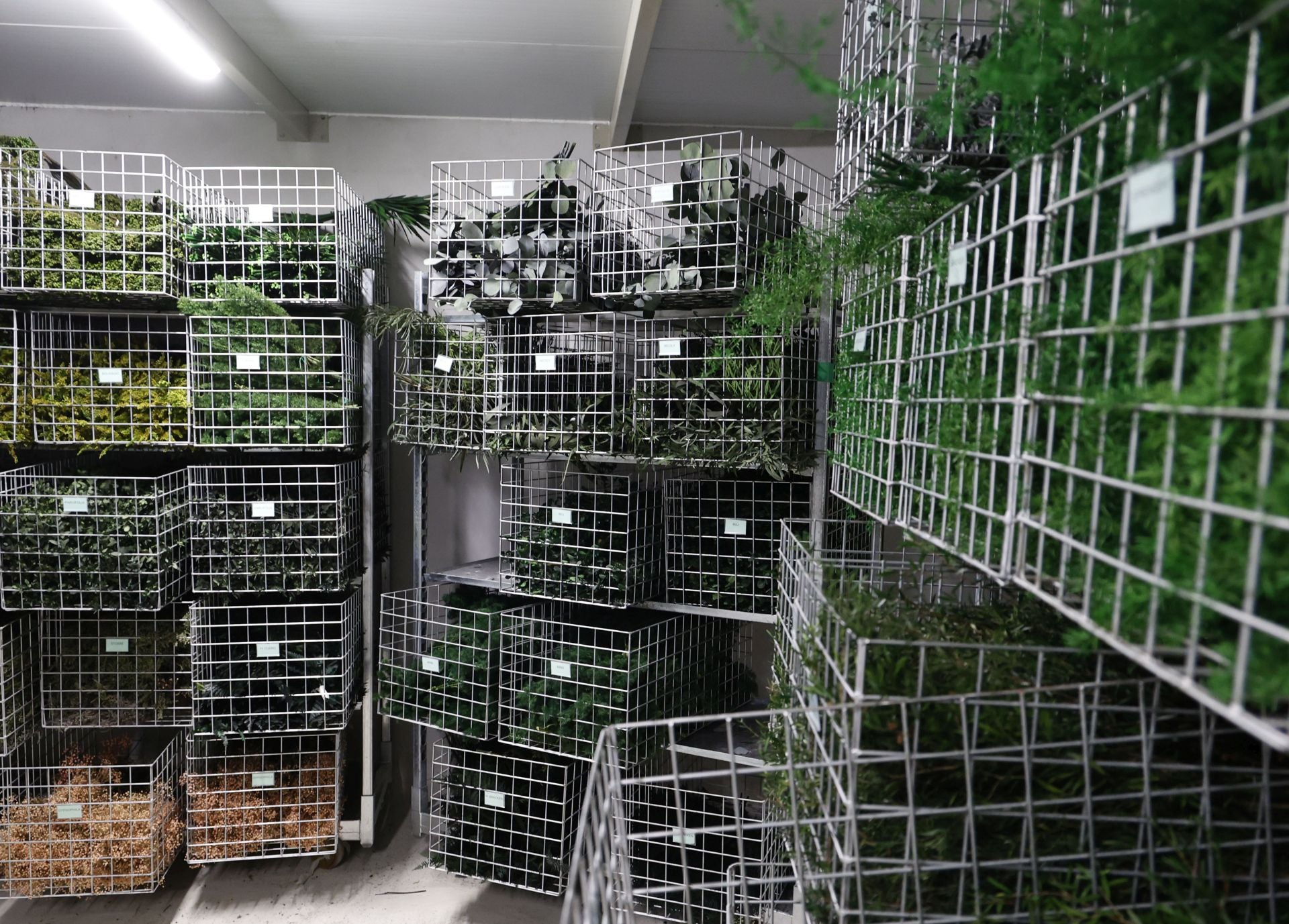 Imagen secundaria 2 - Instalaciones de Greenarea, Salvador Martínez, su CEO, y algunas plantas preservadas, almacenadas