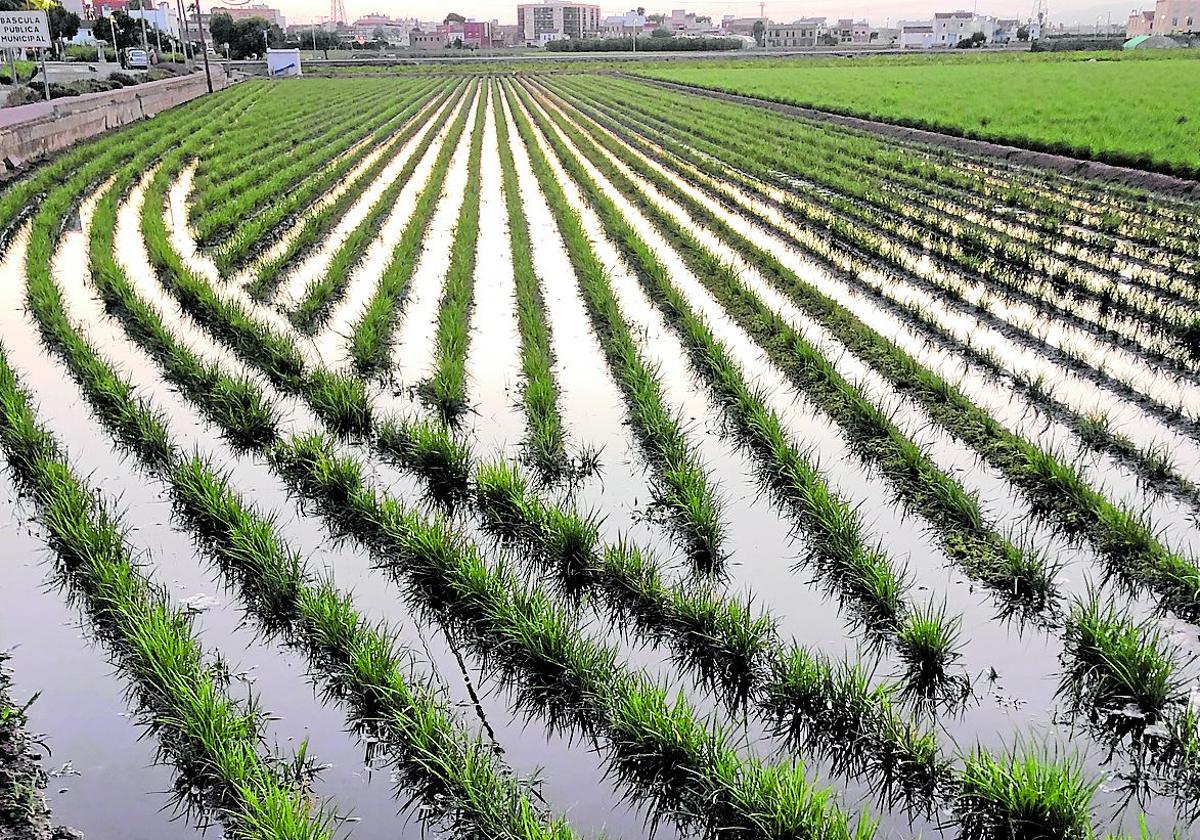 La horchata de chufas dejará de llevar azúcar añadido para contener solo su 4% natural