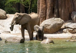Malik, la cría de elefante, cumple 15 meses