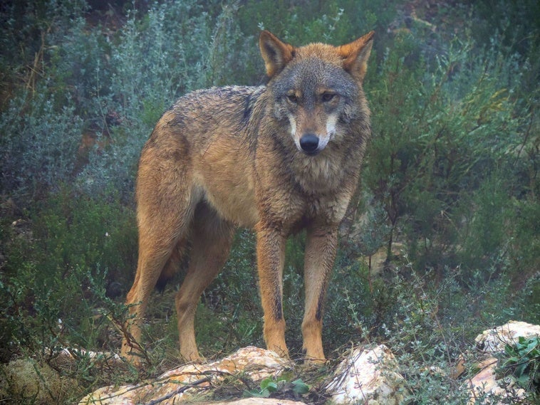 El Fondo para la protección del Lobo Ibérico lucha para que vuelva a Valencia