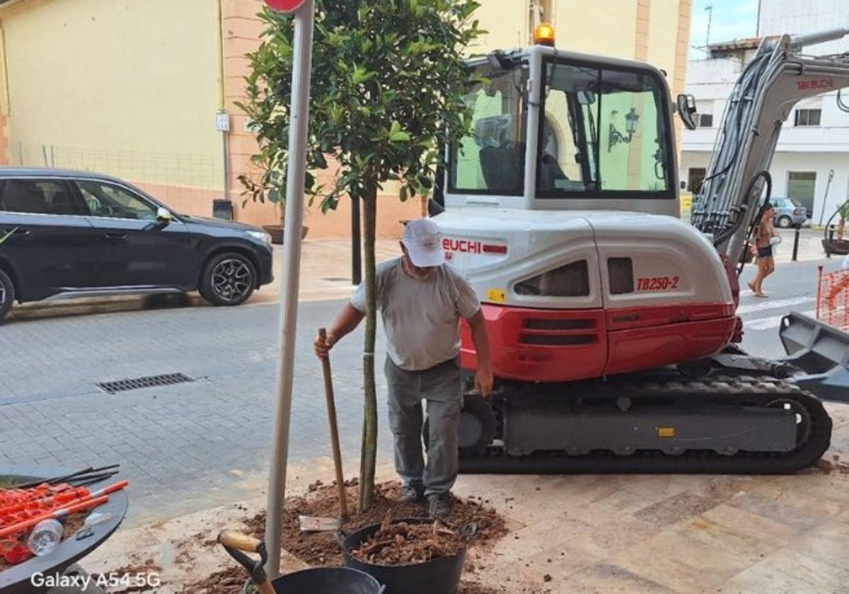 Alginet replanta los árboles arrasados por el huracán