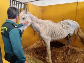 Uno de los caballos en un estado de salud muy deficiente.
