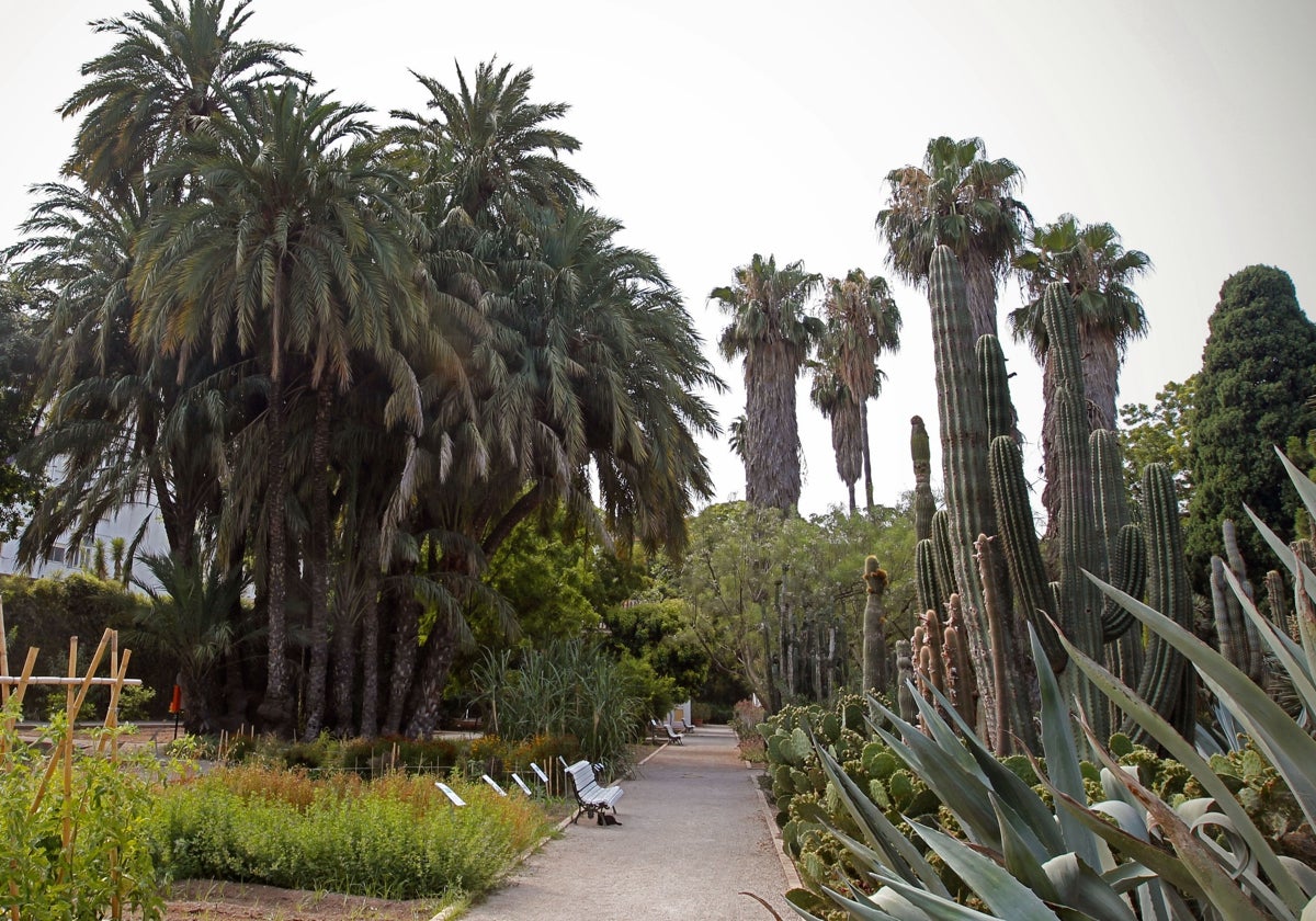 La impresionante palmera del Botánico, junto a la zona de cactus.