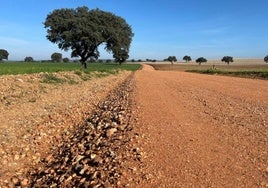 Imagen de archivo de un camino rural.