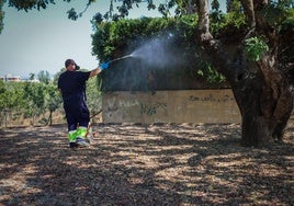 Un operario fumiga un árbol en Torrent.