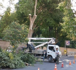 El árbol retirado que comprometía el muro del jardín.
