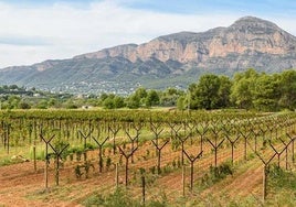 Vive un atardecer inolvidable entre viñas, vino y melodías del mundo
