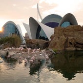 Flamencos en l'Oceanogràfic de Valencia.