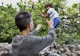 Unos chavales recogen un par de limones de un limonero con poca cosecha.