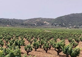 Al fondo, la montaña donde se ejecuta el PAI Medina Llíber.
