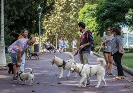 Un paseador de perros, en un parque.