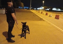 El guía canino de la Policía Local de Sagunto con 'Odín', el perro adiestrado para detectar drogas.