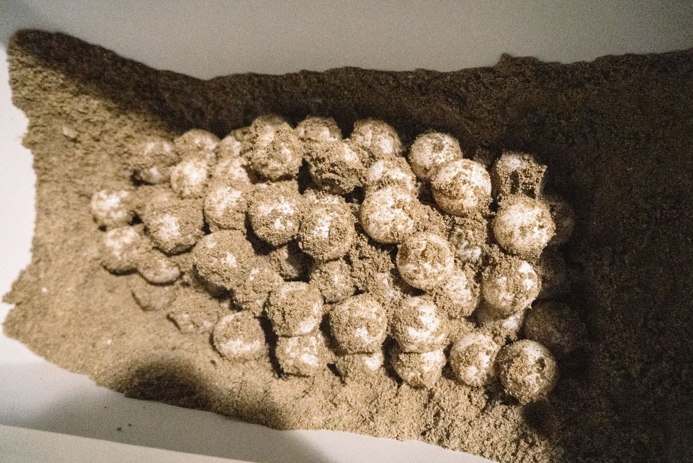 Los huevos de la tortuga hallados en la playa de Dénia.