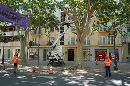 Trabajos de poda en los plataneros de la Alameda.