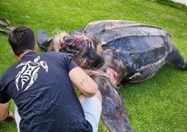 La tortuga laúd aparece muerta.