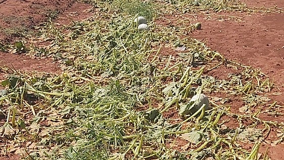La dana del fin de semana deja pérdidas de 25 millones en 6.000 hectáreas de cultivo de la Comunitat