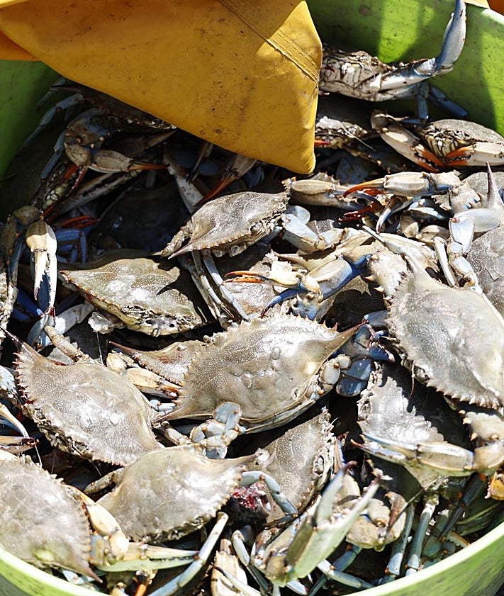 Imagen secundaria 2 - Mustapha empieza con cangrejos y llisses