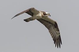 Ejemplar de águila pescadora reintroducido.