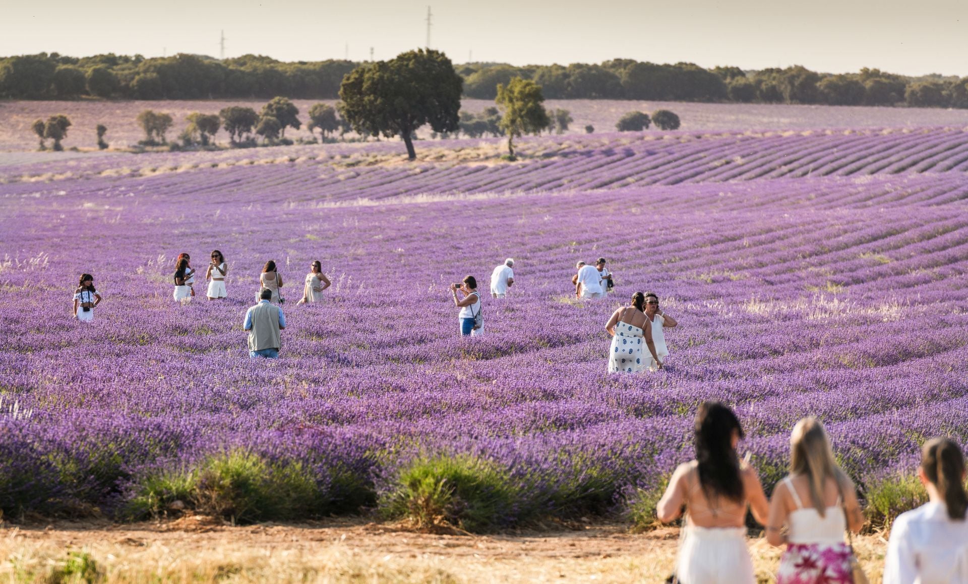 FOTOS | Los románticos campos de lavanda en Brihuega (Guadalajara)