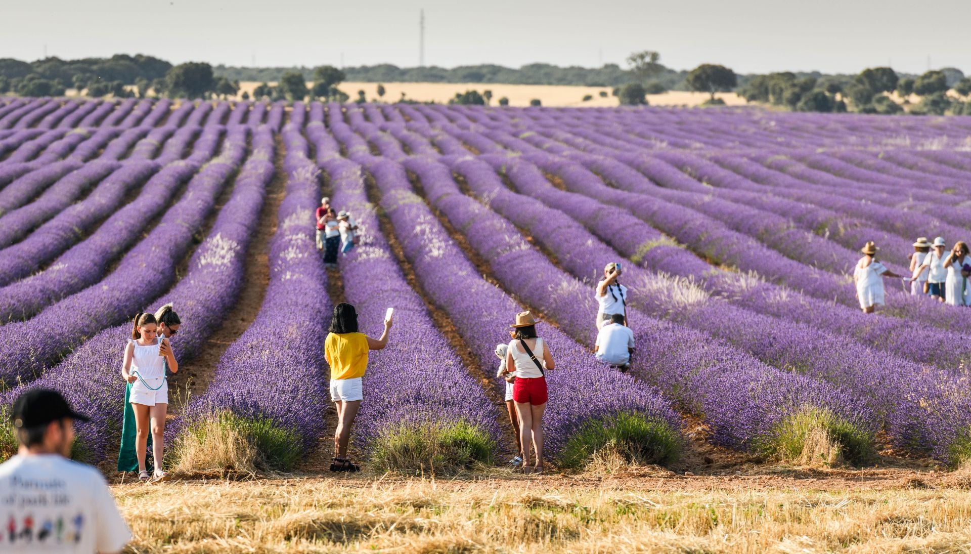 FOTOS | Los románticos campos de lavanda en Brihuega (Guadalajara)