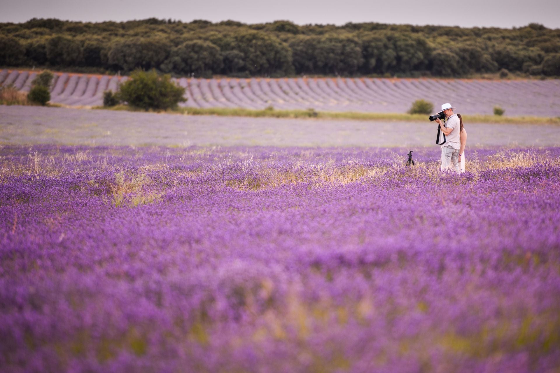 FOTOS | Los románticos campos de lavanda en Brihuega (Guadalajara)