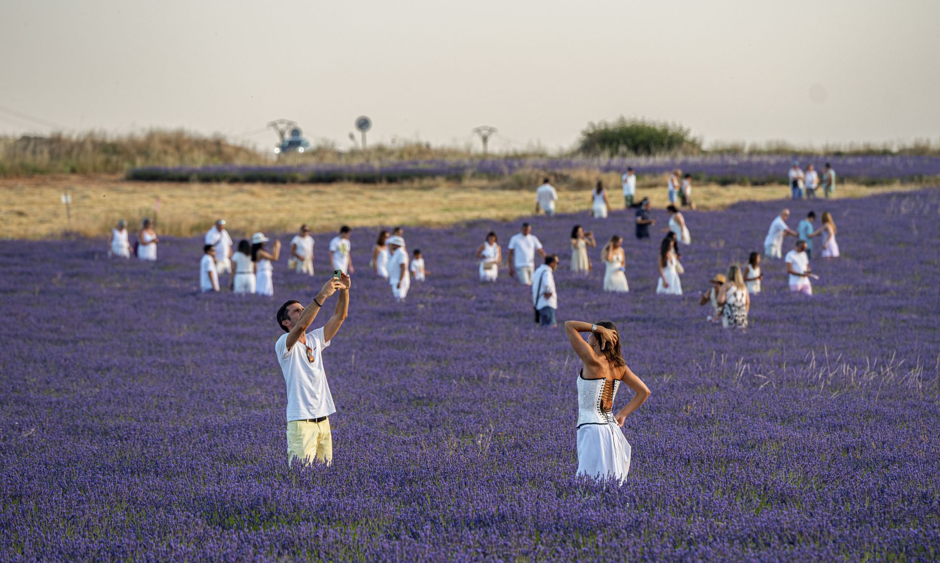 FOTOS | Los románticos campos de lavanda en Brihuega (Guadalajara)
