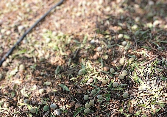 Efectos del granizo en almendros de Caudiel.