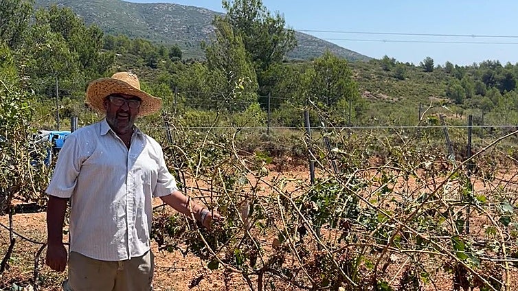 El granizo destroza la mejor campaña de aceite y vino de los últimos años para el pequeño agricultor valenciano