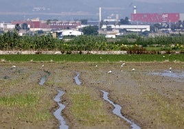 Un campo de arroz en la Albufera.