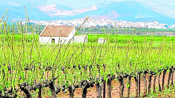 El verano más complicado para el campo valenciano: pedrisco, olas de calor y buitres