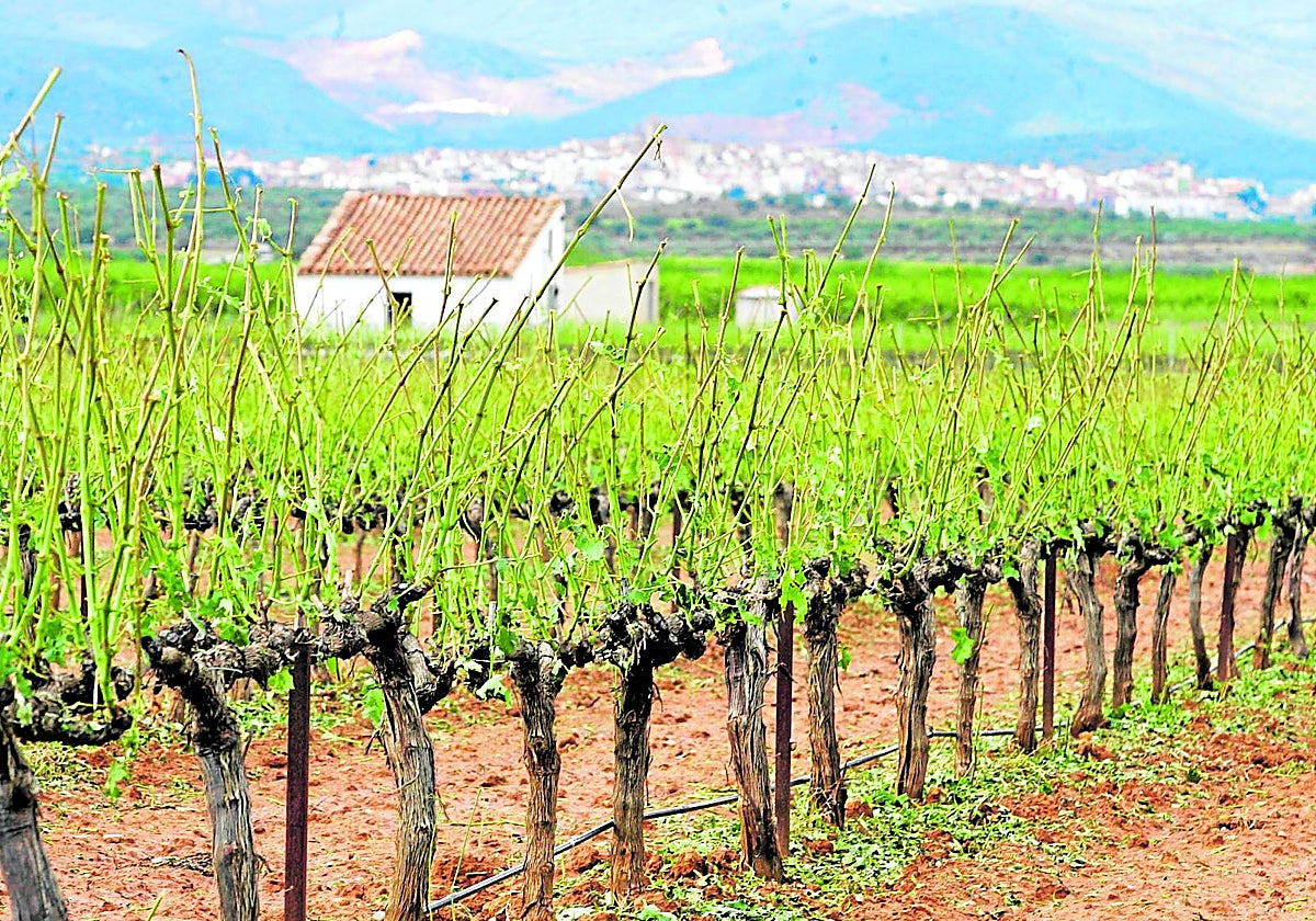 El verano más complicado para el campo valenciano: pedrisco, olas de calor y buitres