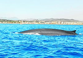 Un rorcual, frente a las costas de Dénia.